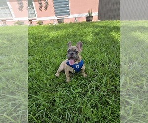 French Bulldog Puppy for sale in NORTH PORT, FL, USA