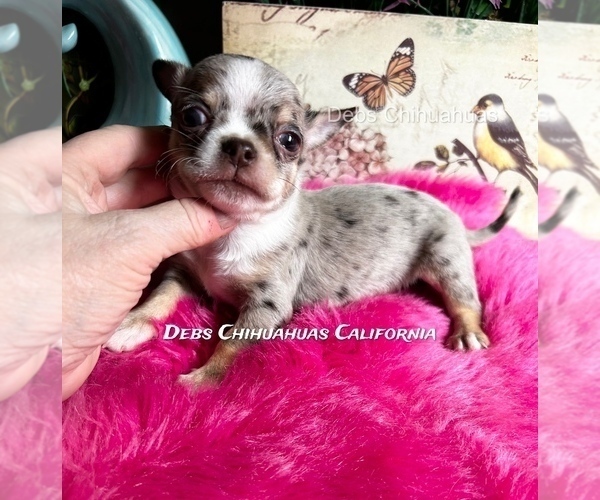 Medium Photo #1 Chihuahua Puppy For Sale in TRACY, CA, USA