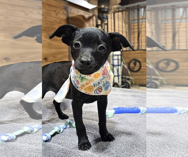 Medium Photo #4 Chihuahua-Unknown Mix Puppy For Sale in McKinney, TX, USA