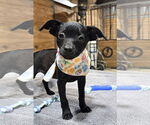 Small #3 Chihuahua Mix