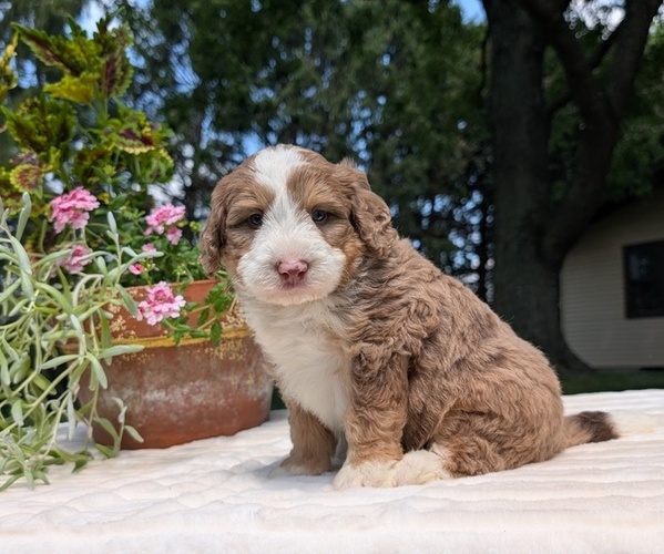 Medium Photo #2 Miniature Bernedoodle Puppy For Sale in GOSHEN, IN, USA