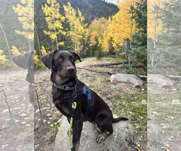 Medium Photo #2 Labrador Retriever-Unknown Mix Puppy For Sale in Aurora, CO, USA