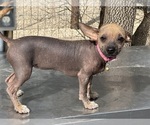 Small #14 Chinese Crested