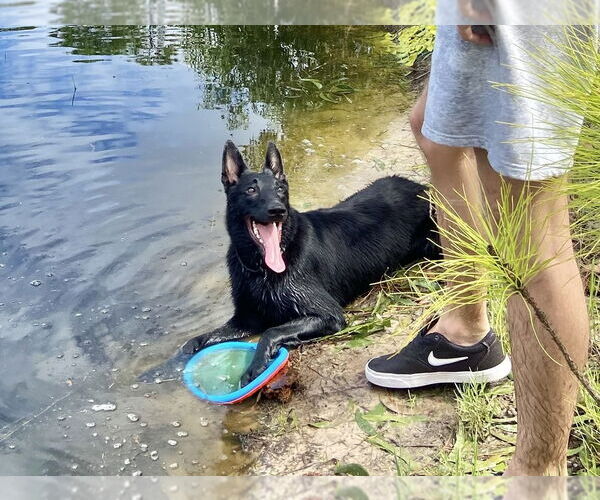Medium Photo #2 Mutt Puppy For Sale in Imlay City, MI, USA