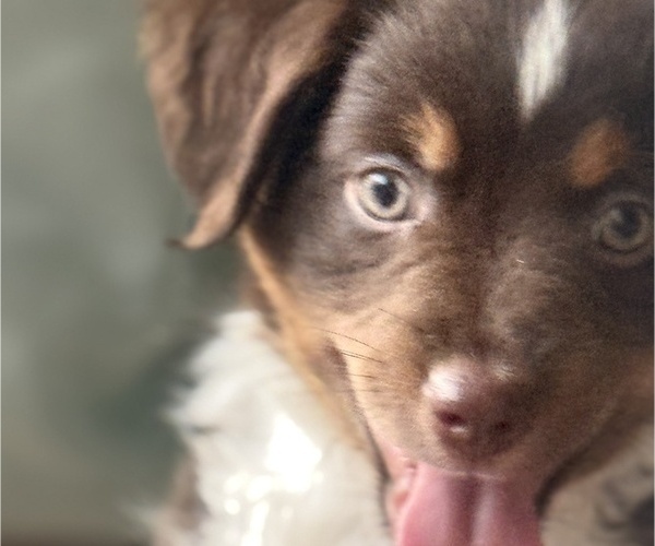 Medium Photo #6 Miniature Australian Shepherd Puppy For Sale in FORT MYERS, FL, USA