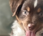 Small #5 Miniature Australian Shepherd