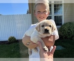 Small Photo #6 Labrador Retriever Puppy For Sale in WILLOWS, CA, USA