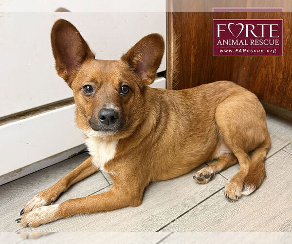 Medium Photo #1 Mutt Puppy For Sale in Marina del Rey, CA, USA