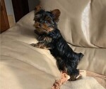 Small Photo #11 Yorkshire Terrier Puppy For Sale in WATERLOO, IA, USA