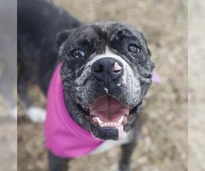 Boxer-Unknown Mix Dogs for adoption in San Antonio, TX, USA