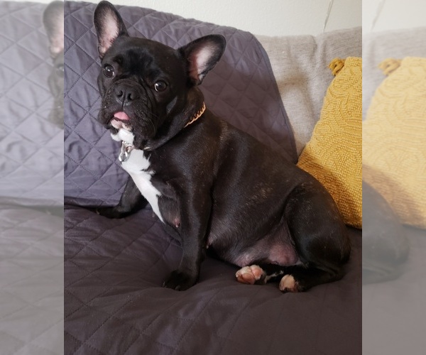 Medium Photo #1 French Bulldog Puppy For Sale in KAILUA, HI, USA