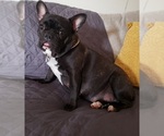 Small Photo #1 French Bulldog Puppy For Sale in KAILUA, HI, USA