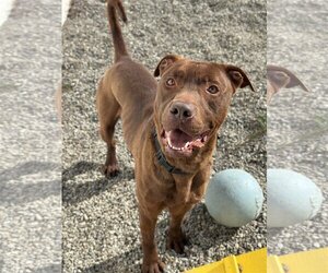 Chocolate Labrador retriever-Unknown Mix Dogs for adoption in Rockaway, NJ, USA