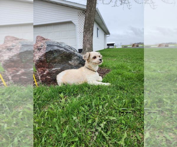 Medium Photo #1 Yorkshire Terrier-Zuchon Mix Puppy For Sale in GREENWOOD, WI, USA