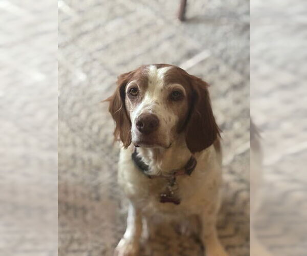 Medium Photo #2 Brittany Puppy For Sale in Curwensville, PA, USA