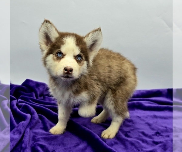 Medium Photo #1 Siberian Husky Puppy For Sale in SANDY HOOK, KY, USA