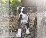 Puppy Munchkin American Bulldog