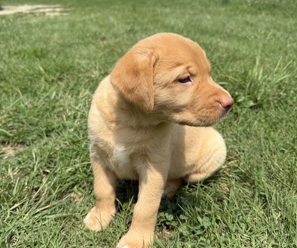 Medium Photo #1 Labrador Retriever Puppy For Sale in SPOTSYLVANIA, VA, USA