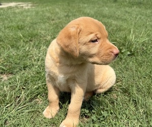 Medium Labrador Retriever
