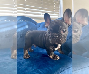 French Bulldog Puppy for sale in HOUSTON, TX, USA