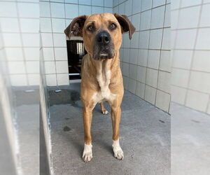 Black Mouth Cur Dogs for adoption in Corpus Christi, TX, USA