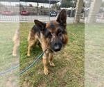 Small German Shepherd Dog