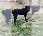 Small Photo #2 Labrador Retriever-Unknown Mix Puppy For Sale in Augusta, WV, USA