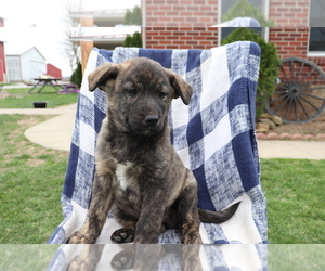 Norwegian Elkhound-Unknown Mix Puppy for sale in SHILOH, OH, USA