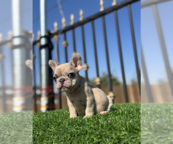 Medium Photo #38 French Bulldog Puppy For Sale in CHICAGO, IL, USA