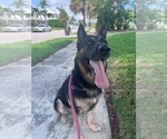 Small #4 German Shepherd Dog