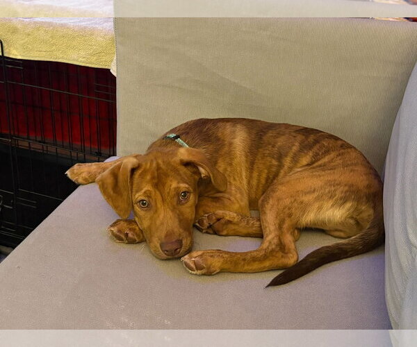 Medium Photo #1 Mutt Puppy For Sale in Mount Laurel, NJ, USA