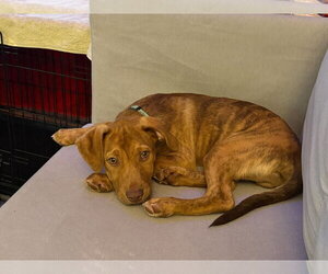 Mutt Dogs for adoption in Mount Laurel, NJ, USA