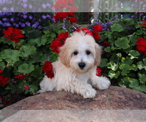 Bichpoo Puppy for sale in SHILOH, OH, USA