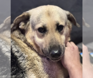 German Shepherd Dog Dogs for adoption in Thomasville, NC, USA