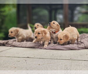 Golden Retriever Puppy for sale in PRINCEVILLE, IL, USA