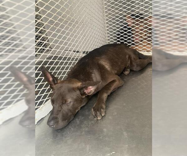 Medium Photo #1 American Pit Bull Terrier Puppy For Sale in Bakersfield, CA, USA