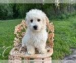 Small #1 Poovanese