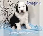 Small Photo #5 Sheepadoodle Puppy For Sale in SEYMOUR, MO, USA