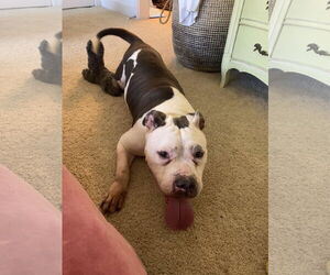 American Pit Bull Terrier Dogs for adoption in Tustin, CA, USA