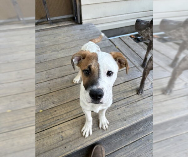 Medium Photo #1 Mutt Puppy For Sale in Sandy, UT, USA