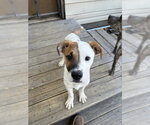 Jetsam - Male Mutt Dog for Adoption - Small photo