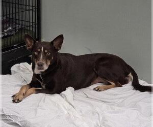 Patsy Outlaw - Female Mutt Dog for Adoption - Photo #4