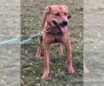 Small Black Mouth Cur-Labrador Retriever Mix