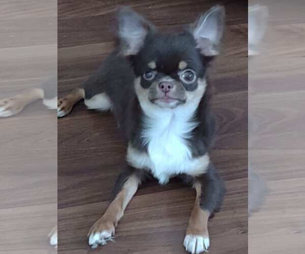 Medium Photo #1 Chihuahua Puppy For Sale in Sioux Falls, SD, USA