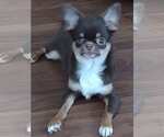 Frankie - Male Chihuahua Dog for Adoption - Small photo