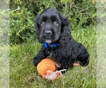 Small #1 Cocker Spaniel