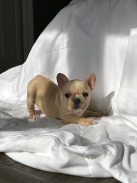 Medium Photo #3 French Bulldog Puppy For Sale in RALEIGH, NC, USA