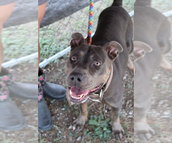 Medium Photo #5 American Pit Bull Terrier-Unknown Mix Puppy For Sale in Oakhurst, NJ, USA