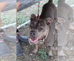 Small #4 American Pit Bull Terrier Mix