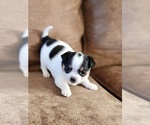 Puppy 2 Chihuahua
